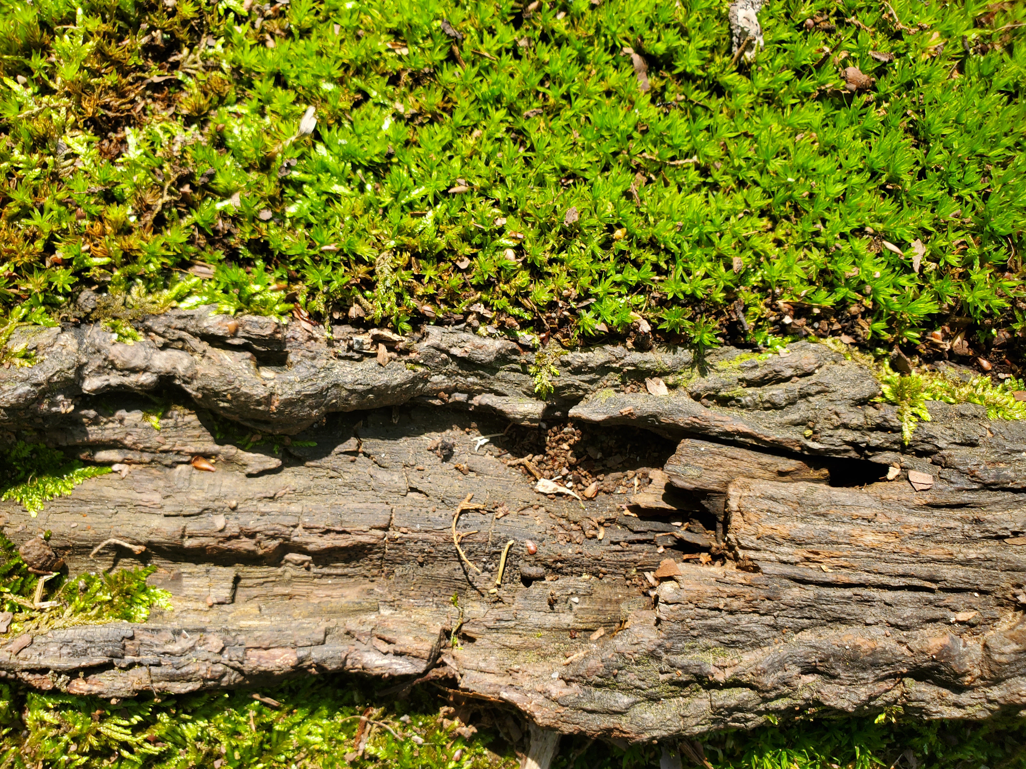 roots